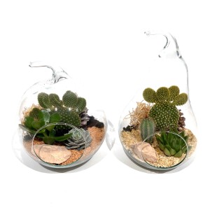 Zwei Kakteen und Sukkulenten im Birnenglas, Topf ca. 20 cm, dekorative Zimmerpflanzen.