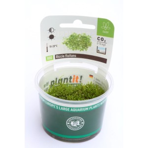 Dennerle Riccia Fluitans Aquariumpflanze im In-Vitro Becher, hellgrünes Teichlebermoos.