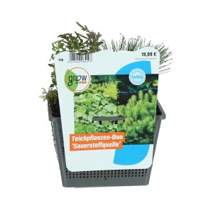 Teichpflanzen Duo 'Sauerstoffquelle' im Topf, ideal für den Gartenteich.