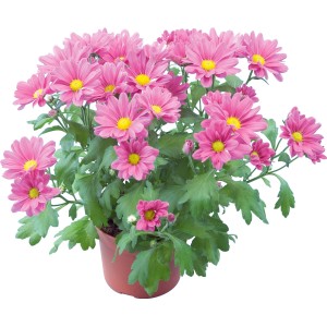 Rosa Chrysantheme (Chrysanthemum indicum) im Topf, ca. 11 cm Durchmesser.