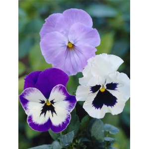 Midi-Winterveilchen Ice Teenies in verschiedenen Farben. Frühlingsbepflanzung mit lila, weißen und violetten Blüten.