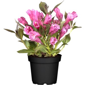 Weigelie Summer Red im Topf: Zierstrauch mit roten Blüten, ca. 20-30 cm hoch.