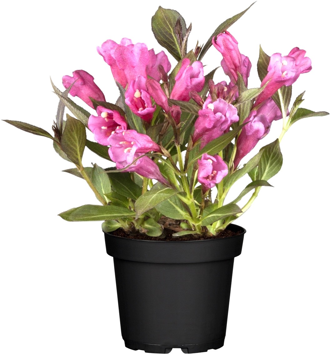OBI Weigelie "Summer Red" Rot Höhe ca. 20 30 cm Topf ca. 3 l Weigelia