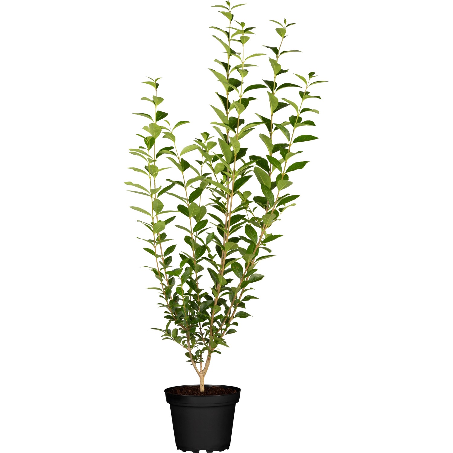 philodendron painted Philodendron 'Painted Lady' – Foliage Factory
