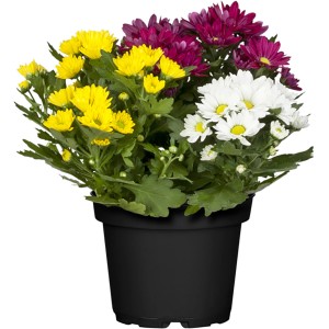 Chrysantheme Swifty Trio im Topf mit gelben, weißen und lila Blüten.