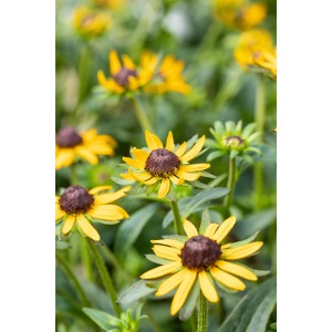 Gelber Sonnenhut 'Little Gold Star' (Rudbeckia fulgida) im Topf, ca. 19 cm Ø.