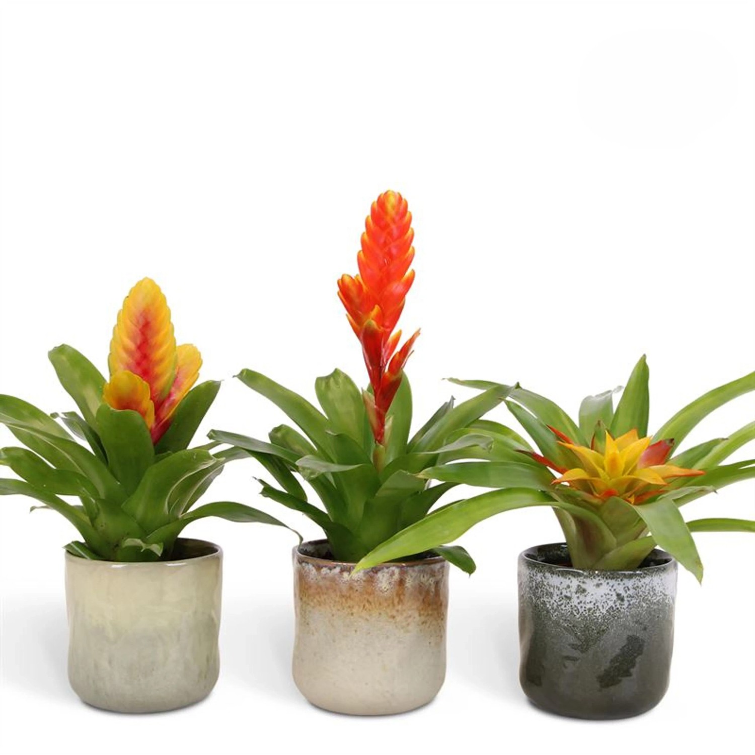 Bromelie im Keramik-Gef Sortenauswahl Topf- ca. 10 cm Bromelia kaufen  bei OBI