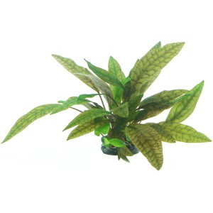 Dennerle Aquariumpflanze Cryptocoryne X Pupurea In-Vitro mit länglichen, grün-braun marmorierten Blättern.
