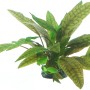 Dennerle Aquariumpflanze Cryptocoryne X Pupurea In-Vitro mit länglichen, grün-braun marmorierten Blättern.