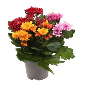 Chrysantheme Autumn Melange im Topf mit roten, gelben und pinken Blüten.