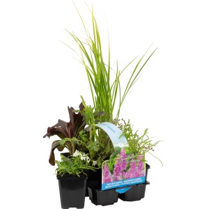 OBI Wasserpflanzen Duftend 6er-Pack im Topf, verschiedene Sorten für den Gartenteich.