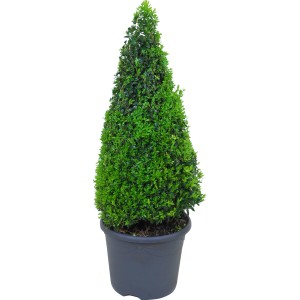 Buchsbaum Pyramide im Topf, ca. 60-70 cm hoch, ideal für Formschnitt.