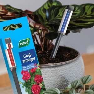 Westland Gießanzeiger Anthrazit 16 cm im Topf mit Pflanze und Produktverpackung.