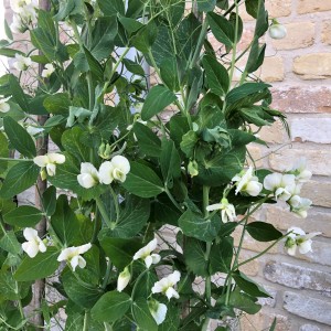 Blu Zuckererbse im Topf, ca. 12 cm Ø, mit weißen Blüten und grünen Blättern.