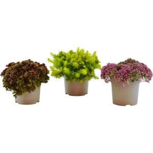 Grow by OBI Fetthenne Topf-Ø ca. 15 cm "Sedum"