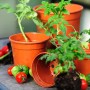 Florus Anzuchttöpfe, Ø 15cm, Terrakotta, mit jungen Pflanzen und Tomaten.