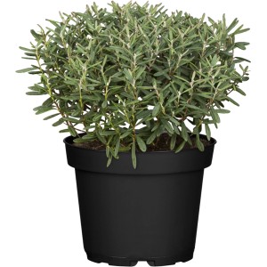 Grüne OBI Strauchveronika Green Globe im schwarzen Topf, ca. 5-10 cm hoch.