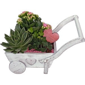 Bepflanzte Schubkarre mit Flammendem Käthchen, Echeverie und Efeu als Tischdeko.