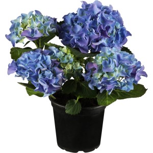 Zimmerhortensie Topf-Ø ca. 10,5 cm Hydrangea