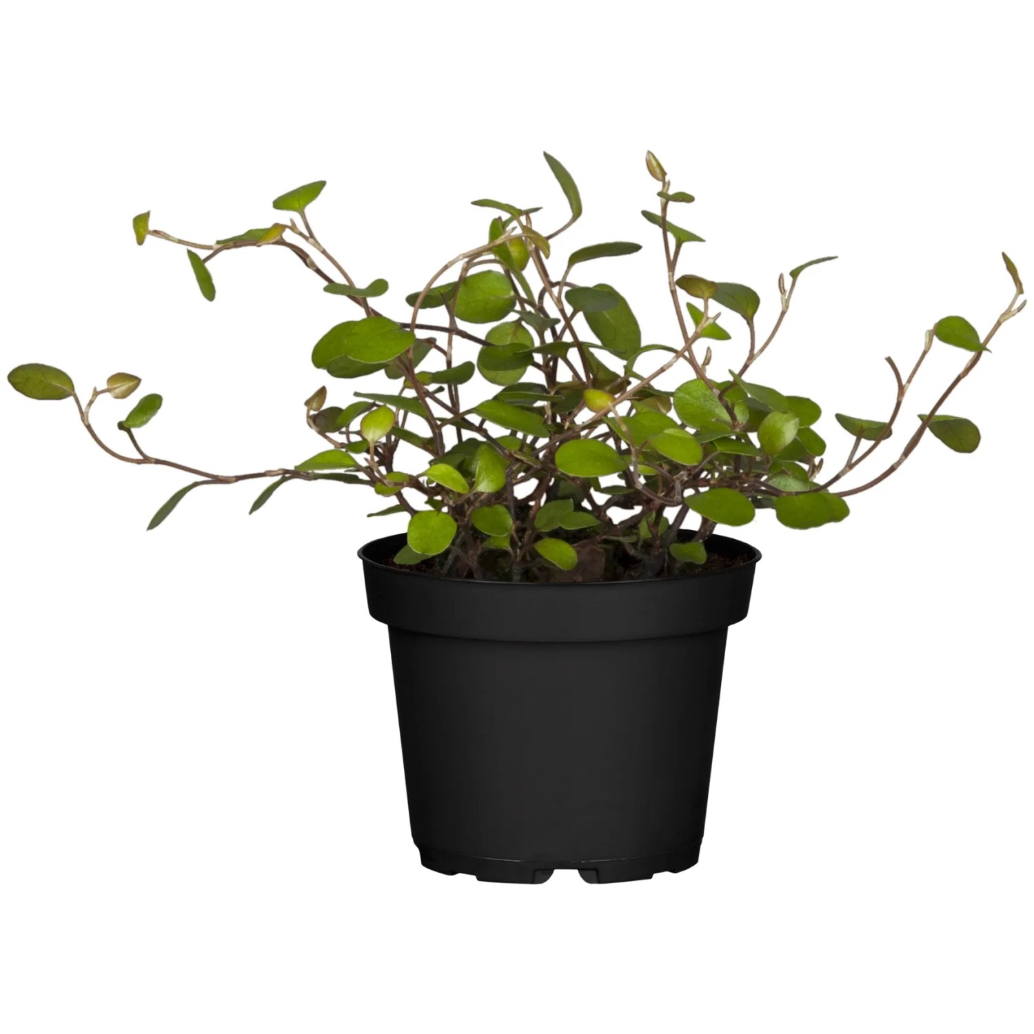 Drahtstrauch Hhe ca. 5 - 10 cm Topf- ca. 9 cm Muehlenbeckia complexa  kaufen bei OBI