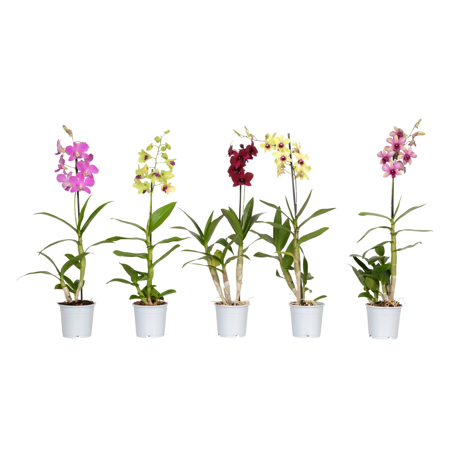 46+ Bambus Orchidee Pflege, Infos zu substrat, standort, pflanzen und