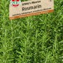 Sperli Rosmarin 'Meertau' Samenpackung, aromatisches Küchenkraut für Garten und Balkon.