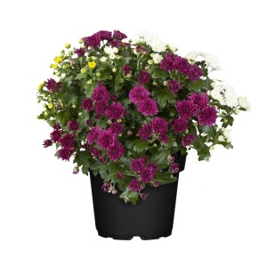Herbstchrysantheme Trio im Topf, ca. 30-40 cm hoch, mit lila, weißen und gelben Blüten.