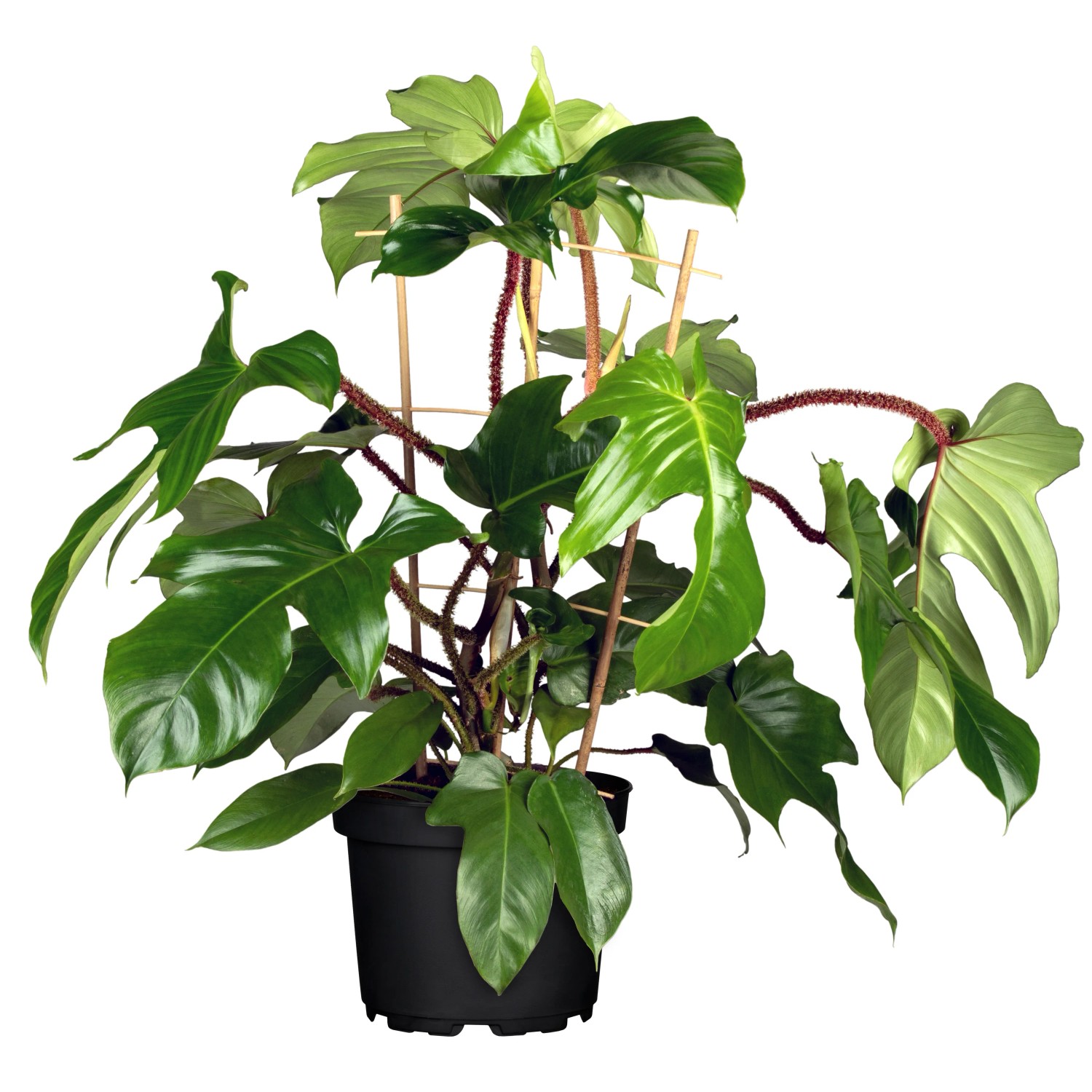 Philodendron squamiferum (Baumfreund) Hhe ca. 70 cm Topf- ca. 19 cm  kaufen bei OBI