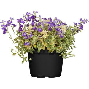 Blaukissen Silberrand im Topf (9x9 cm) mit violetten Blüten und Blättern mit silbernem Rand.