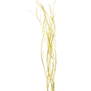 Bund pastellgelber Weidenzweige (ca. 120 cm) für Trockenfloristik & Deko.