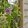 Sichtschutzzaun Klink mit Clematis-Blüten, Nadelholz druckimprägniert.