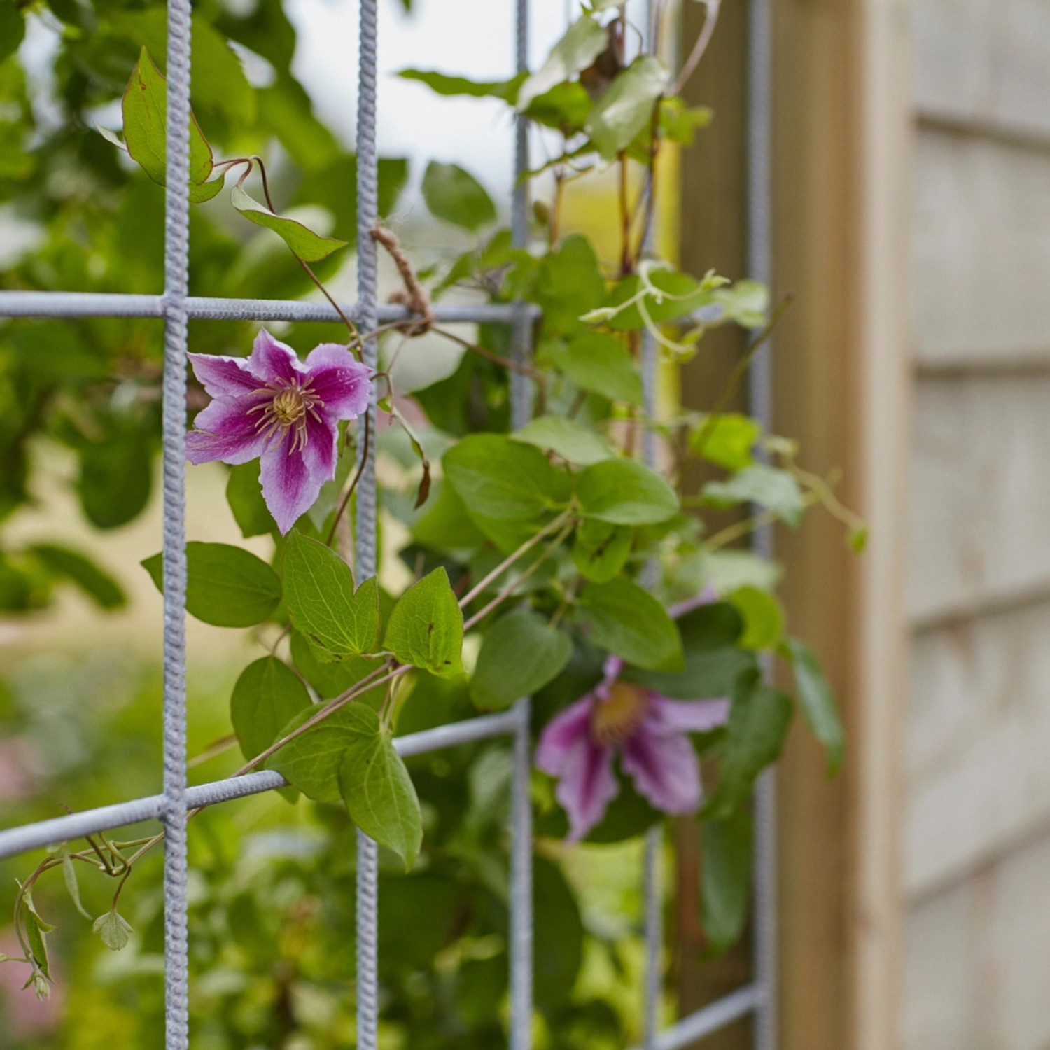 Sichtschutzzaun Klink mit Clematis-Blüten, Nadelholz druckimprägniert.