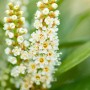 Nahaufnahme der weißen Blüten des Kirschlorbeer Novita, Teil eines 30-teiligen Sets.