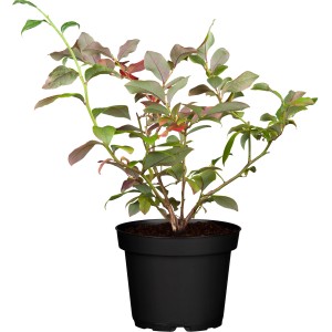 GROW by OBI Heidelbeere Hortblue Petite im Topf, ca. 30-40cm hoch.
