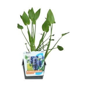 Herzblättriges Hechtkraut im Topf, grüne Blätter, blaue Blüten (angedeutet auf dem Etikett).