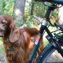 Hund mit Fahrradleine Walky Dog Plus am Fahrrad befestigt für sichere Radtouren.