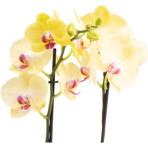 Gelbe Schmetterlingsorchidee Miraflora von GROW by OBI, ca. 60-70 cm hoch, Topf-Ø ca. 12 cm.