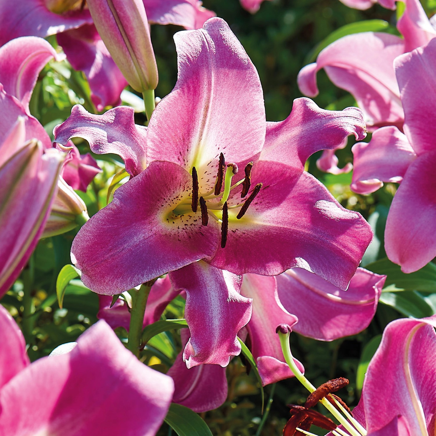 GROW by OBI Lilie "Purple Lady" Höhe ca. 100 cm Lilium O.T. Hybrid
