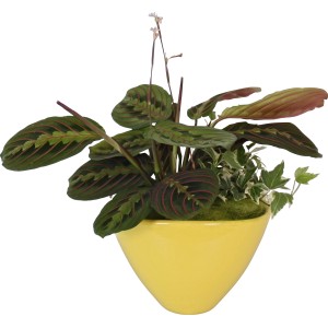 Arrangement mit Korbmarante in gelber Keramikschale, Topf ca. 18cm.