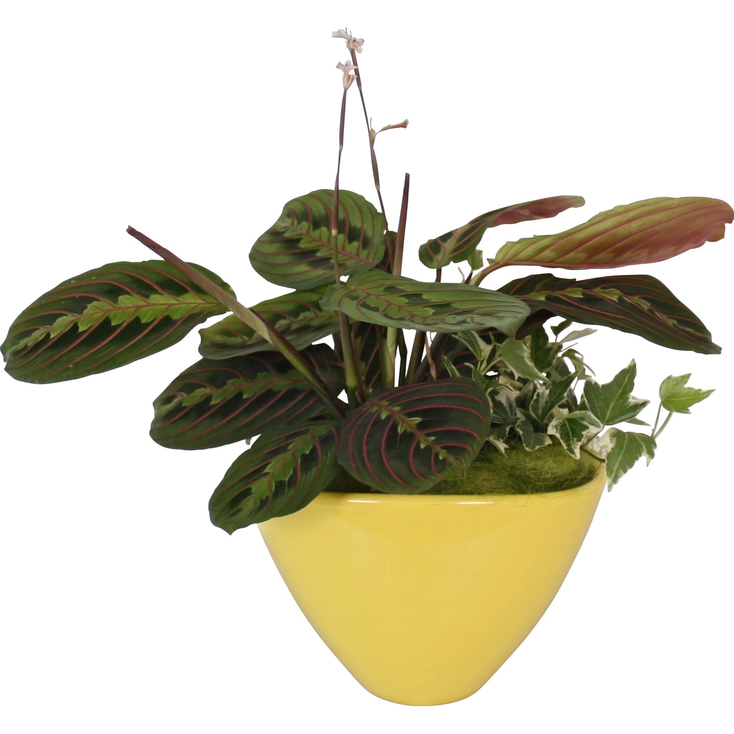 Calathea kaufen bei OBI
