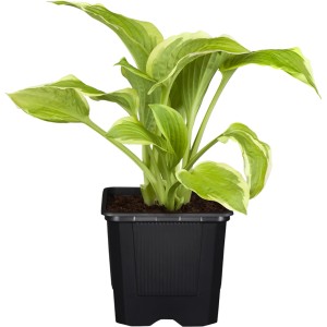 Garten-Funkie (Hosta) im Topf, grüne Blätter mit hellem Rand, ca. 10-20 cm hoch.