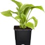 Garten-Funkie (Hosta) im Topf, grüne Blätter mit hellem Rand, ca. 10-20 cm hoch.