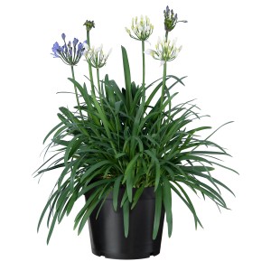 Schmucklilie-Duo "Summer Love" Höhe ca. 65 cm Topf ca. 3 l Agapanthus