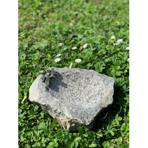 Insektentränke aus Granit mit Biene, Vogeltränke für Insekten im Garten.