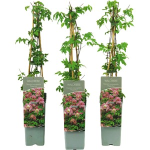 Waldrebe "Propertius" Lila Höhe ca. 40 - 60 cm Topf ca. 2 l Clematis koreana