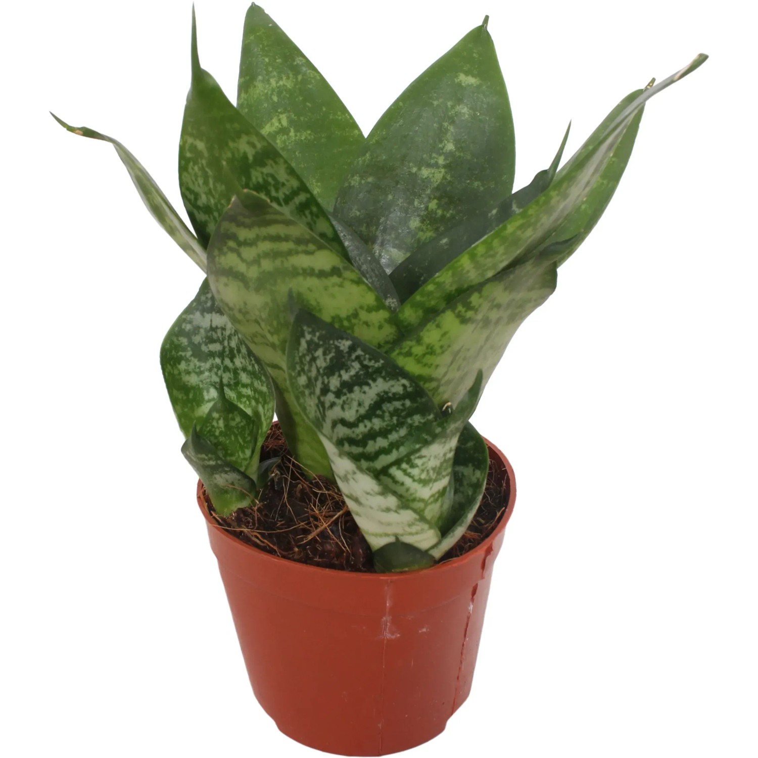 Bogenhanf Hahnii im Topf, eine pflegeleichte, grüne Zimmerpflanze mit Blattmuster.