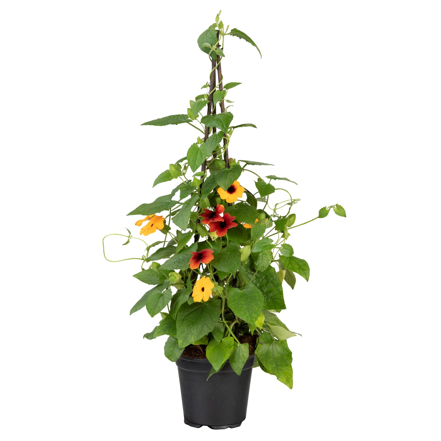 Schwarzäugige Susanne Trio Pyramide Höhe 100 110 cm Topf 4 l