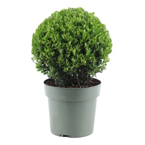 Japanische Stechpalme "Jenny" Höhe ca. 35  cm Topf-Ø ca. 21 cm Ilex crenata