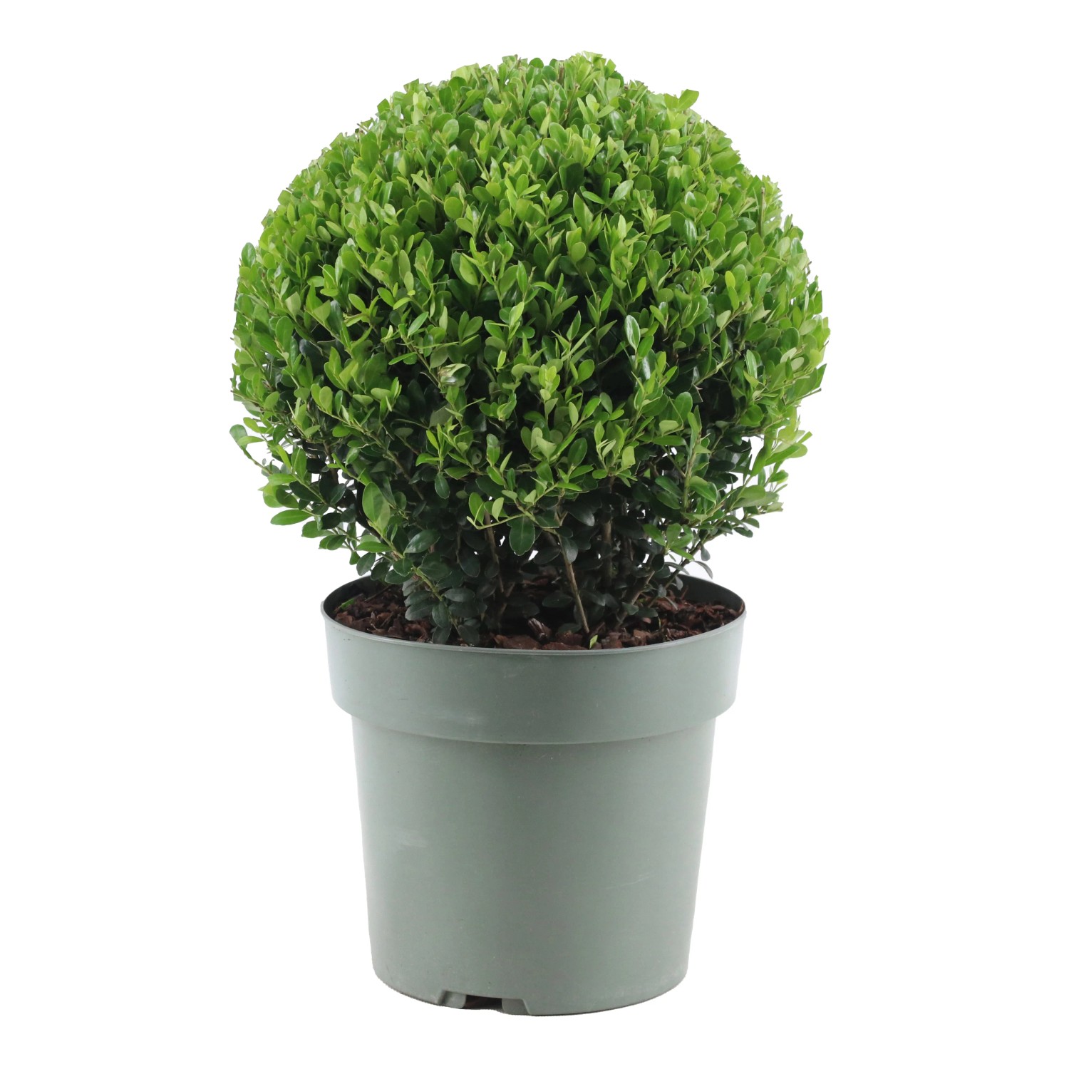 Japanische Stechpalme "Jenny" Hhe ca. 35 cm Topf- ca. 21 cm Ilex crenata  kaufen bei OBI