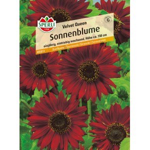 Samenpackung Sperli Sonnenblume Velvet Queen Rot mit dunkelroten Blüten.